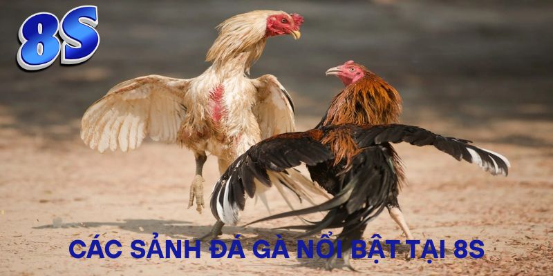 Các sảnh đá gà nổi bật tại 8S