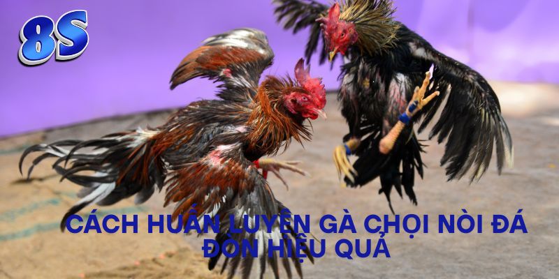 Cách huấn luyện gà chọi nòi đá đòn hiệu quả