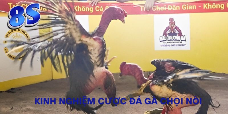 Kinh nghiệm cược đá gà chọi nòi
