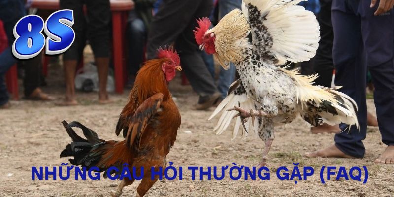 Những câu hỏi thường gặp (FAQ)