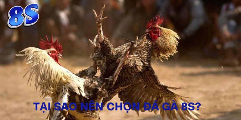 Tại sao nên chọn Đá Gà 8S?