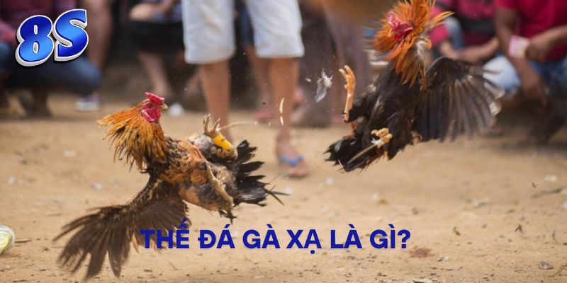Thế đá gà xạ là gì?