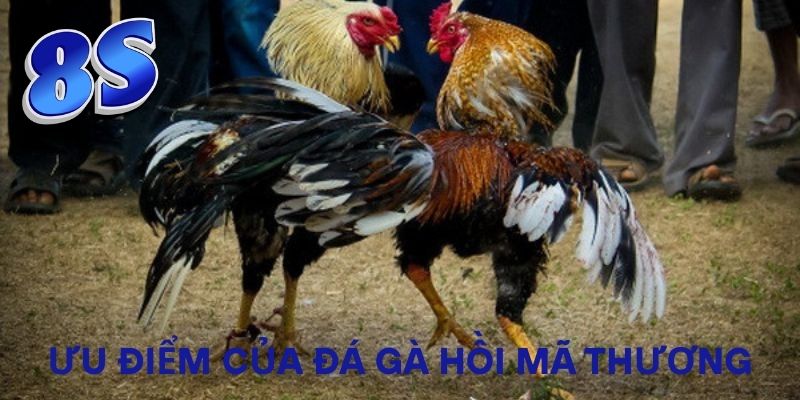 Ưu điểm của đá gà hồi mã thương
